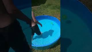 TREYWELL Dog Pool, Portable Pet Swimming Pool for Large Dogs Review, Fun in the Sun