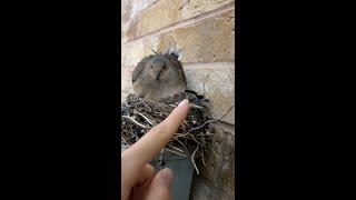 Urban Nesting: Mourning Dove Mom Protects Hatchlings on an Electric Meter