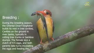 Oriental dwarf kingfisher (Ceyx erithaca),