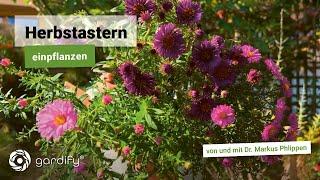 Alles über Herbstastern: Glattblatt-, Kissen- und Raublatt-Astern richtig pflanzen