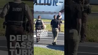 Deputy uses a lasso to try to capture loose turkey on highway