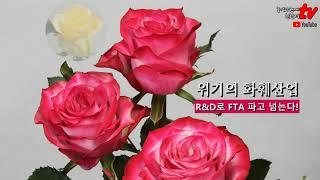 [농경과원예·친환경TV] 위기의 화훼산업, R&D로 FTA 파고 넘는다 - 경기도농업기술원 황규현 연구사 & 고양로즈 장미 재배현장