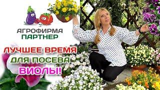 Лучшее время для посева виолы | #цветывсаду #виола #дача