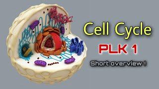 Cell Cycle & PLK1 Short overview ! #biology #cytology