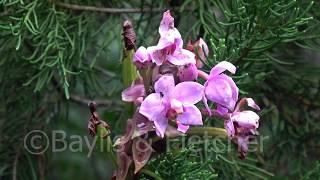 Orchid (Spathoglottis plicata), Malaysia. 20180127_110458.m2ts