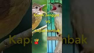 Cucak Jenggot vs kapas tembak gacor jernih