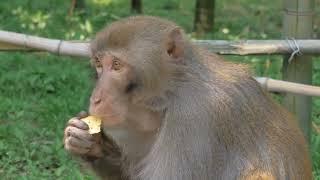 Animal Adventures Fun Facts for Kids! #animalfacts  #kidseducation   #funforkids #learnaboutanimals