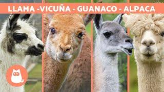 LLAMA vs ALPACA vs VICUÑA vs GUANACO  ¡Aprende a diferenciarlos!