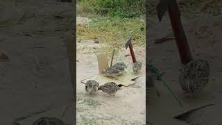 Simply Amazing Creative Most Effective Bird Trap - Quail Trap #ytshorts #shortvideo #animaltrap