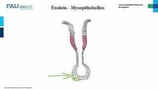 Histologie ─ Drüsenepithelien