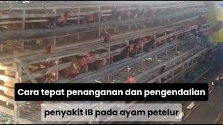 Cara tepat penanganan dan pengendalian penyakit IB pada ayam petelur||Nabil farm