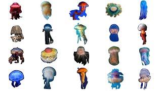 Species Of Jellyfish | Types of Jellyfish