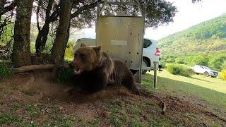 How Spain is saving its Iberian brown bear population | REUTERS