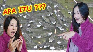 BANJIR IKAN DI DEPAN RUMAHKU !!! GOT DI JEPANG