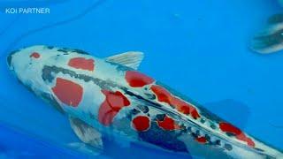 Largest Koi Show on Earth | Holland Koi Show 2019