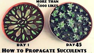 How to Propagate Succulents Fast n Easy