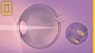 How Your Eyes Make Sense of the World | Decoder