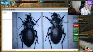 Familia Carabidae parte 1