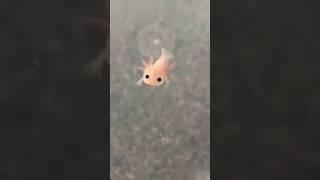 You will fall in love | baby axolotls | #cute #axolotl #baby #fish #pet #viral #ytshorts #amazing