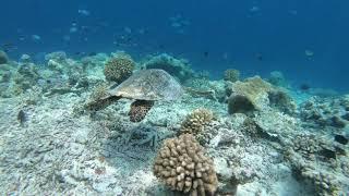 Mr. Schildy and me, diving with a turtle in the Maldives!