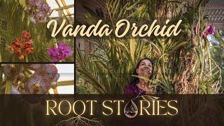 Vanda Orchid  | Root Stories | Gardening tips 