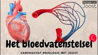 Het bloedvatenstelsel | Samenvatting