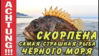 Скорпена. Что это за рыба? Как ловить скорпену?  Морской Ёрш.