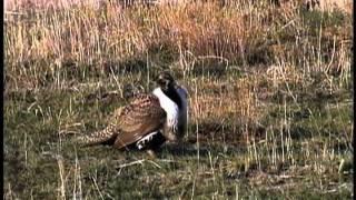 Wyoming Wildlife TV #1--Sage Grouse