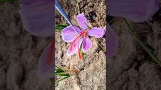 saffron flower / harvesting saffron #gardening #shorts #saffron #zafran