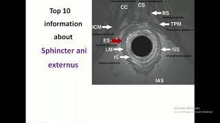 Anatomy Unveiled: Top 10 Insights into the Anal Sphincter