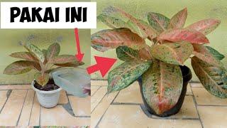 how to care aglaonema