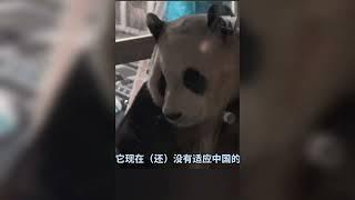 Grandpa Kang's Interview #panda #fubao #푸바오 #福寶 #福宝 #viral #trending #fypシ