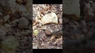 gold hunter discovery of 1 ton gold stone