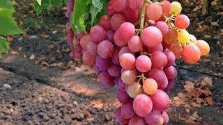 Grapes(Red Ruby) Farming In Punjab Pakistan||Diversified Agriculture For Maximum Earning Grapes Farm