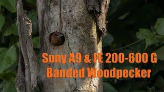 Sony A9 with FE 200-600 G: Banded Woodpecker