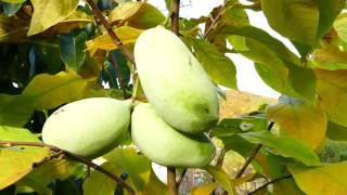 Asimina triloba - PAW PAW , Tropic Hukvaldy