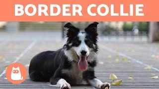 Border Collie - 10 Fakten, die du noch nicht kanntest