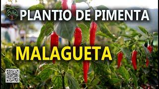 Pimenta Malagueta em Solo Fértil com Sergio Semerdjian