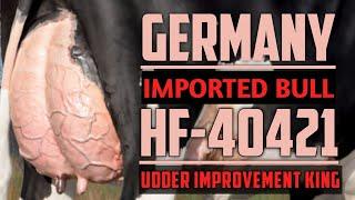 HF-40421 | Tyson |  Udder improvement King | Germany Imported Bull | VetVlogs