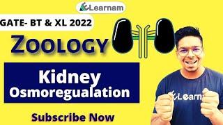 GATE-2022 | Excretory System | Kidney | Zoology | GATE Lifescience | Smart Course | Virendra Singh