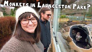 Monkeys in City Park? | Launceston, Tasmania, Australia