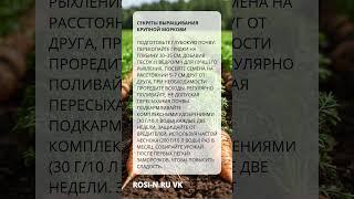 Как избежать ошибок при выращивании моркови