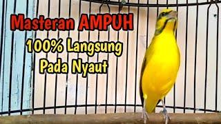 Masteran burung mozambik paling ampuh 100% bikin cepat gacor.