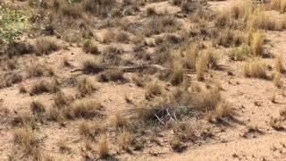 Large rattlesnake at Sycamore Canyon Park in Riverside California.