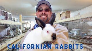 Californian Rabbits, the History and Facts.