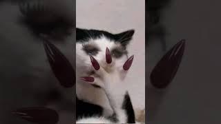 nic #cat #funny #kitten #cute #cutecat #catvideos #animation #musicgenre #coversong #youtubeshorts