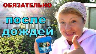 После проливных дожей и холодных ночей сделай такую подкормку. Результат виден сразу
