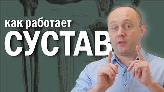 КАК РАБОТАЕТ СУСТАВ