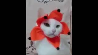 Orange Flower Cat Dancing To Sunshine Lollipops and Rainbows Full Song (HD)