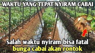 Waktu Ideal Nyiram Cabai || Jangan asal nyiram bisa layu dan bunga bisa rontok